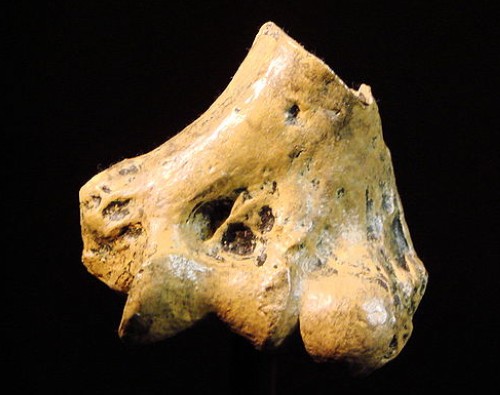 Australopithecus anamensis bone from University of Zurich