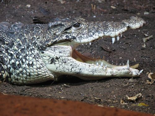 Cuban crocodile: Crocodylus rhombifer