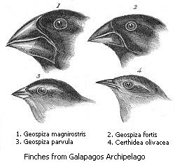 Charles Darwin's drawings of different finches from the Galapagos Archipelago