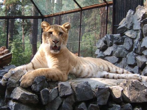 Liger